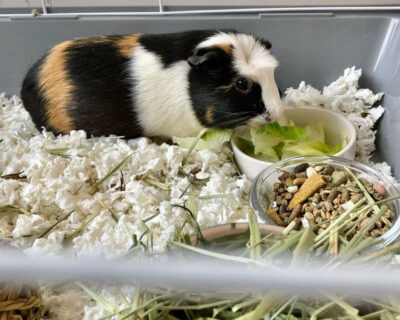 Leslie, the Guinea Pig