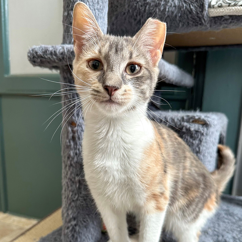 nci3311paisleyfemaleyoungdilutecalicoadk040823 Animal League